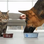 kan-katter-mates-med-hundemat-hvorfor-er-det-farlig.webp.webp