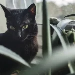hvis-du-navngir-en-svart-katt-vil-han-beskytte-hjemmet.webp.webp